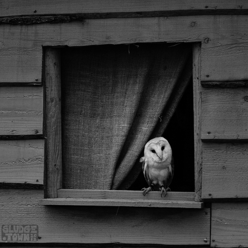 Barn owl in shed window