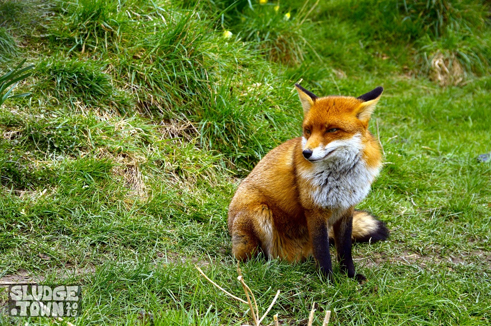 Fox looks supercilious