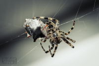 Preview image for  Spider with shieldbug